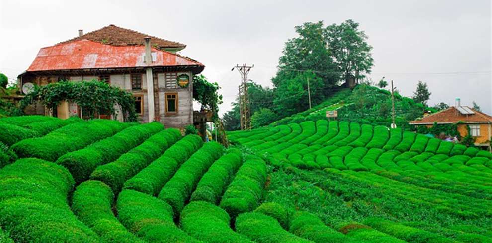 Assam Tour Package